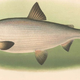 Image for article titled Fish Species Not Seen Since 1960s Thinks It Can Waltz Back Into Marine Biologist’s Life Just Like That